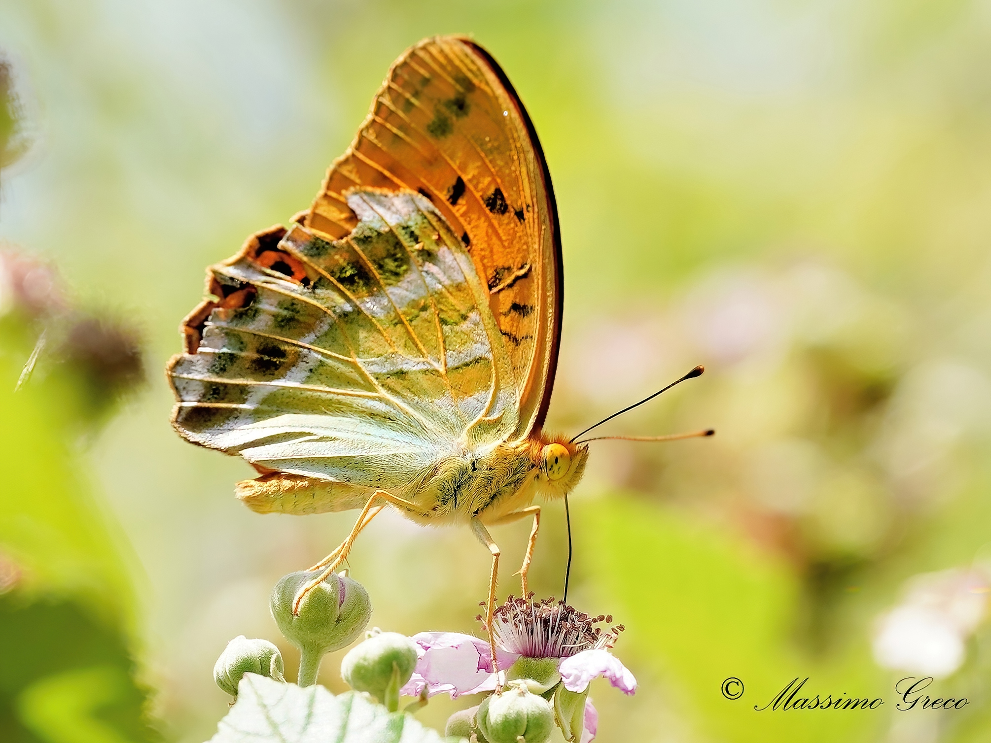 Argynnis paphia
