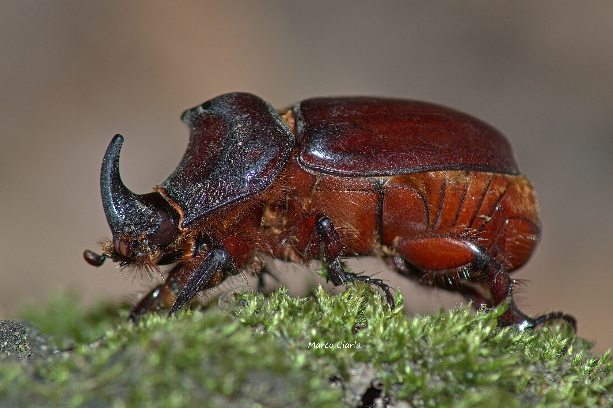 Scarabeo rinoceronte (Oryctes nasicornis )
