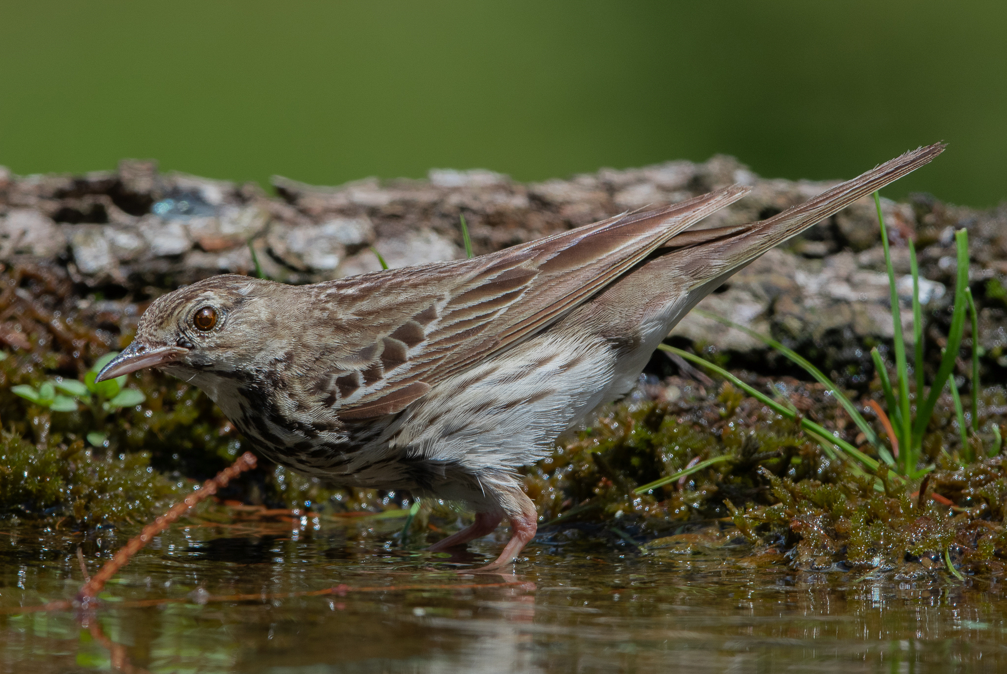 Prispolone all'abbeverata