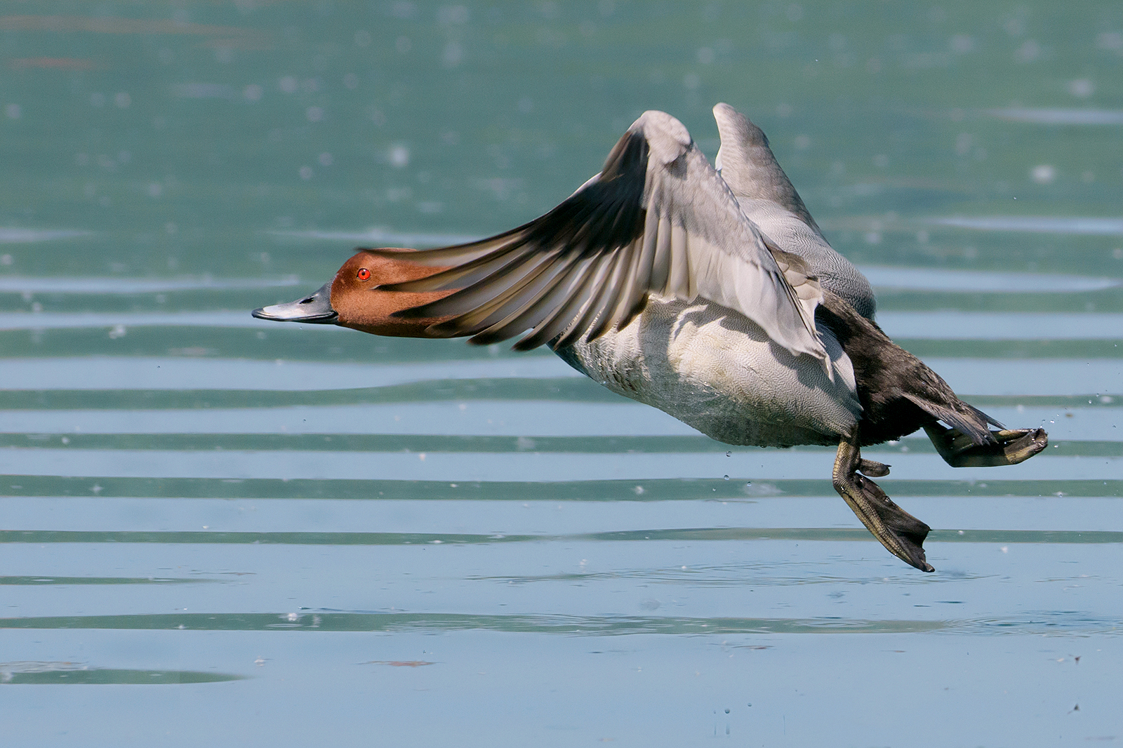 common pochard.