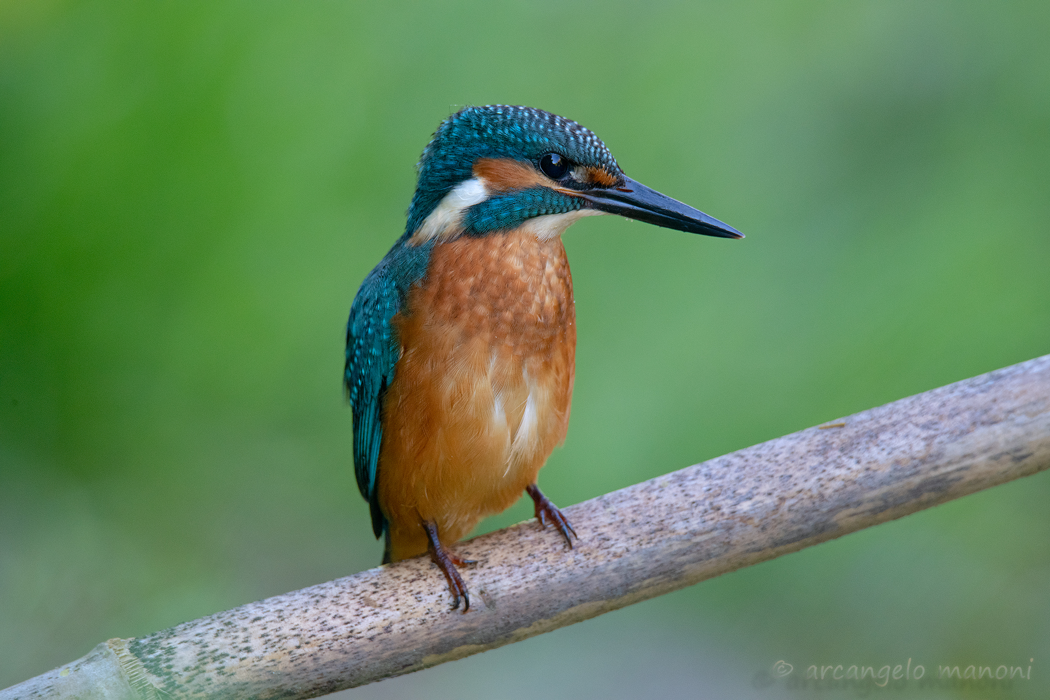 The Barrel Perchess Martin