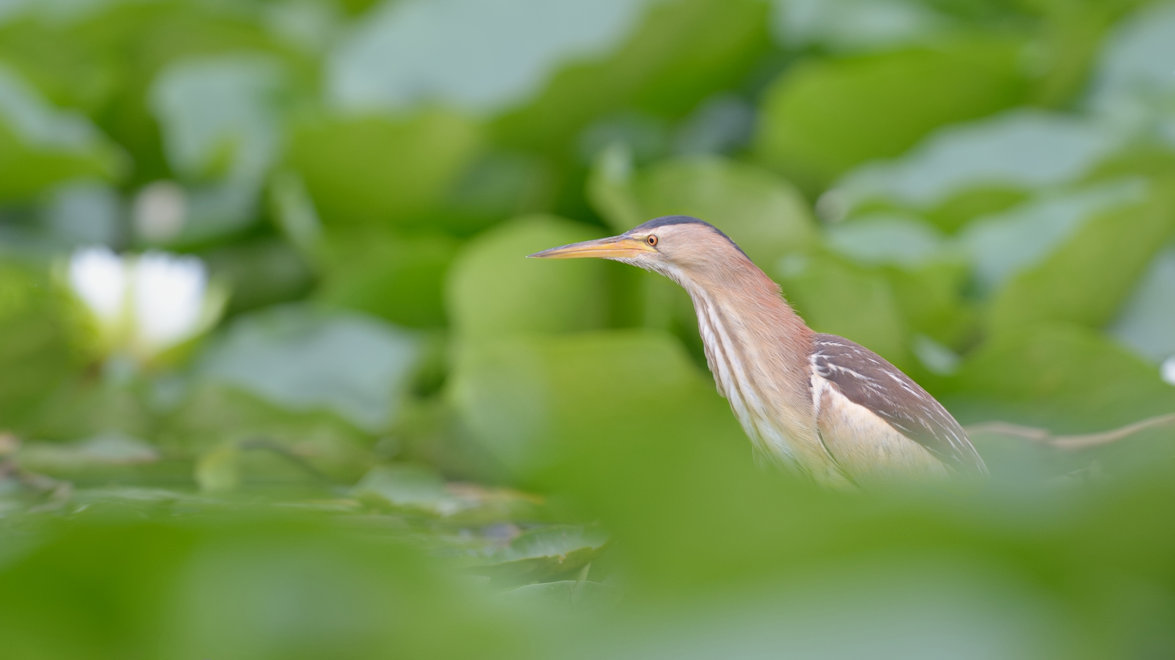 Tarabusino (Ixobrychus minutus)