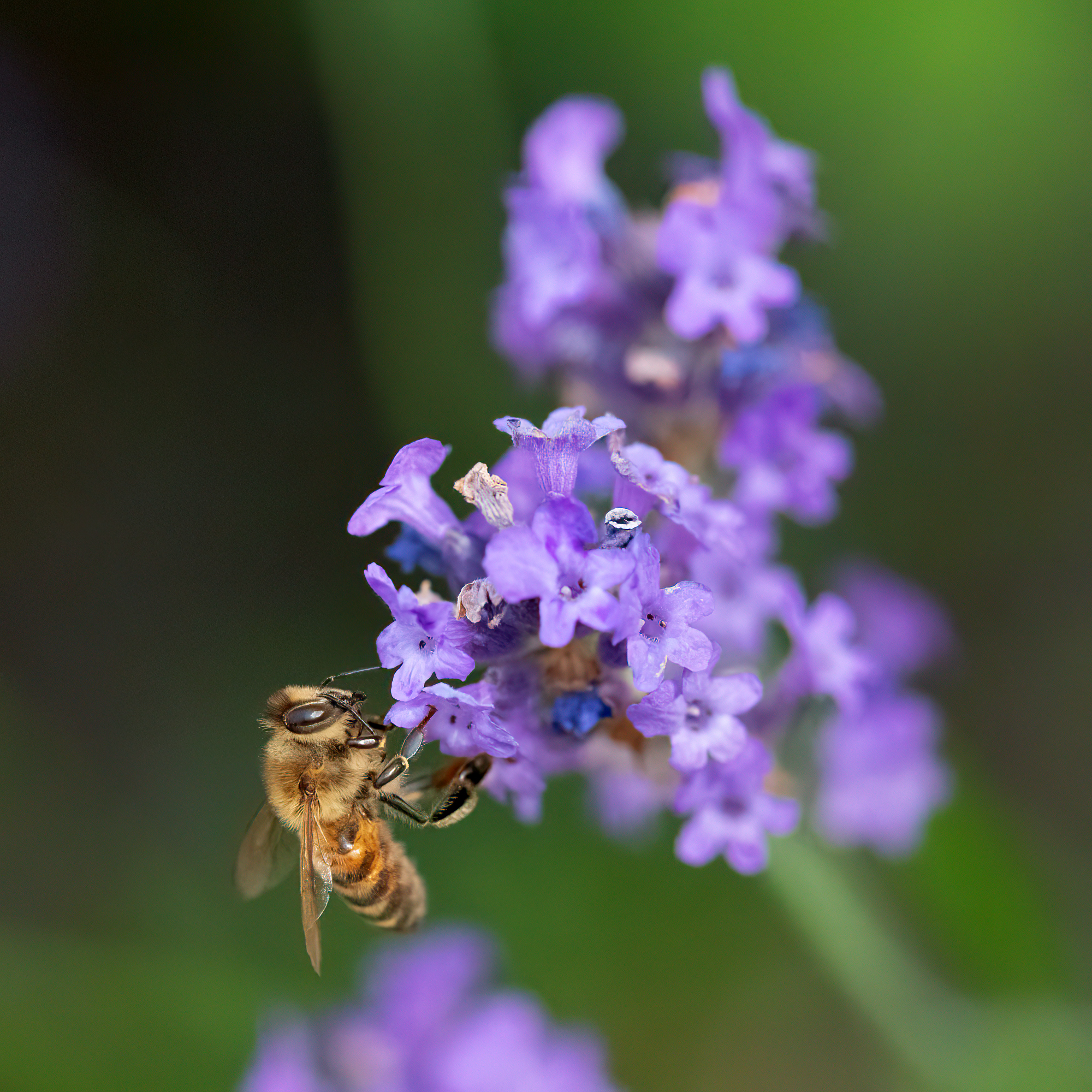 Bee with lavander