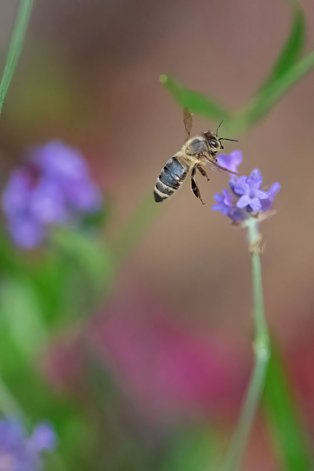 Bee with lavander