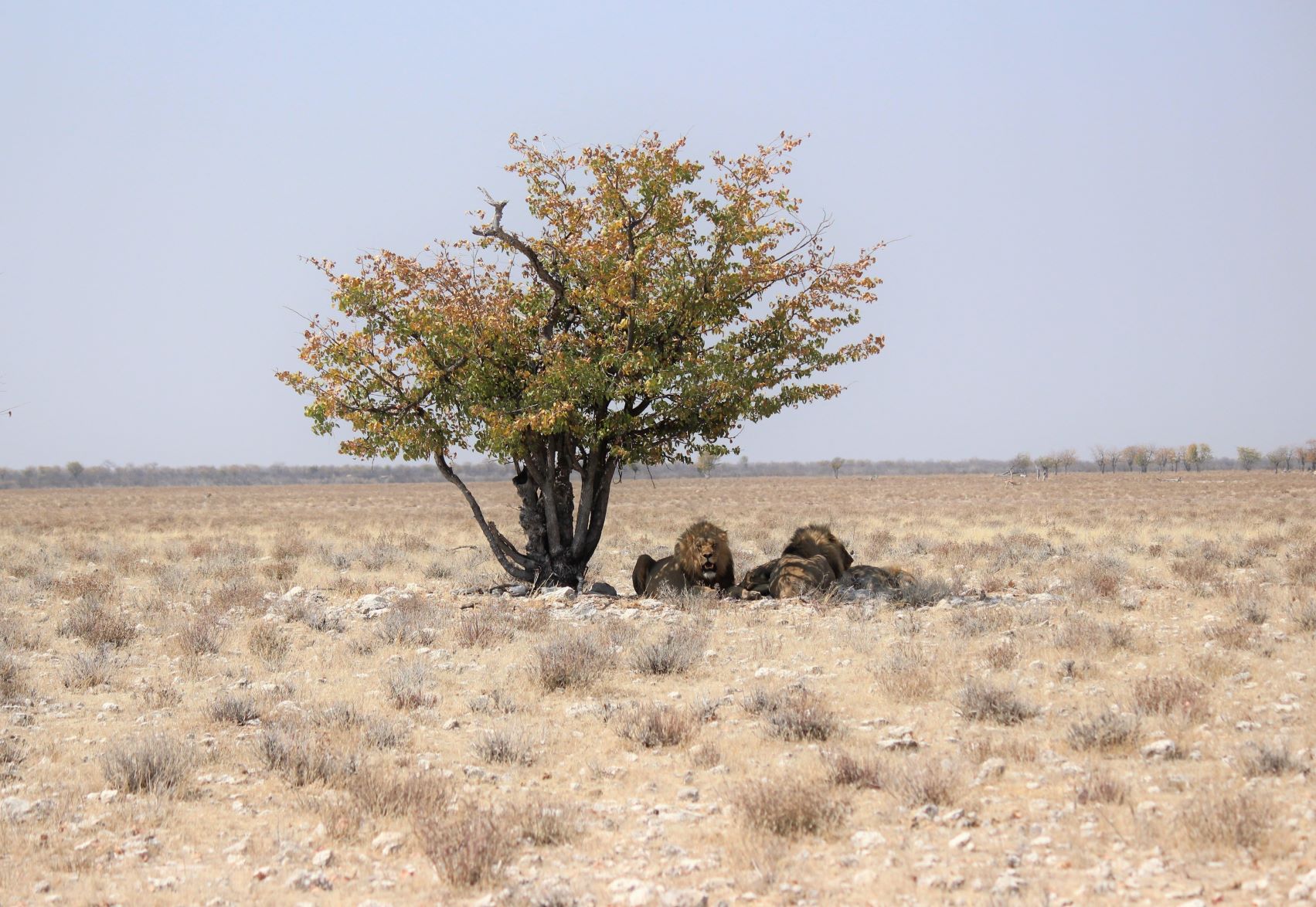 In the shadow of the lonely Mopane