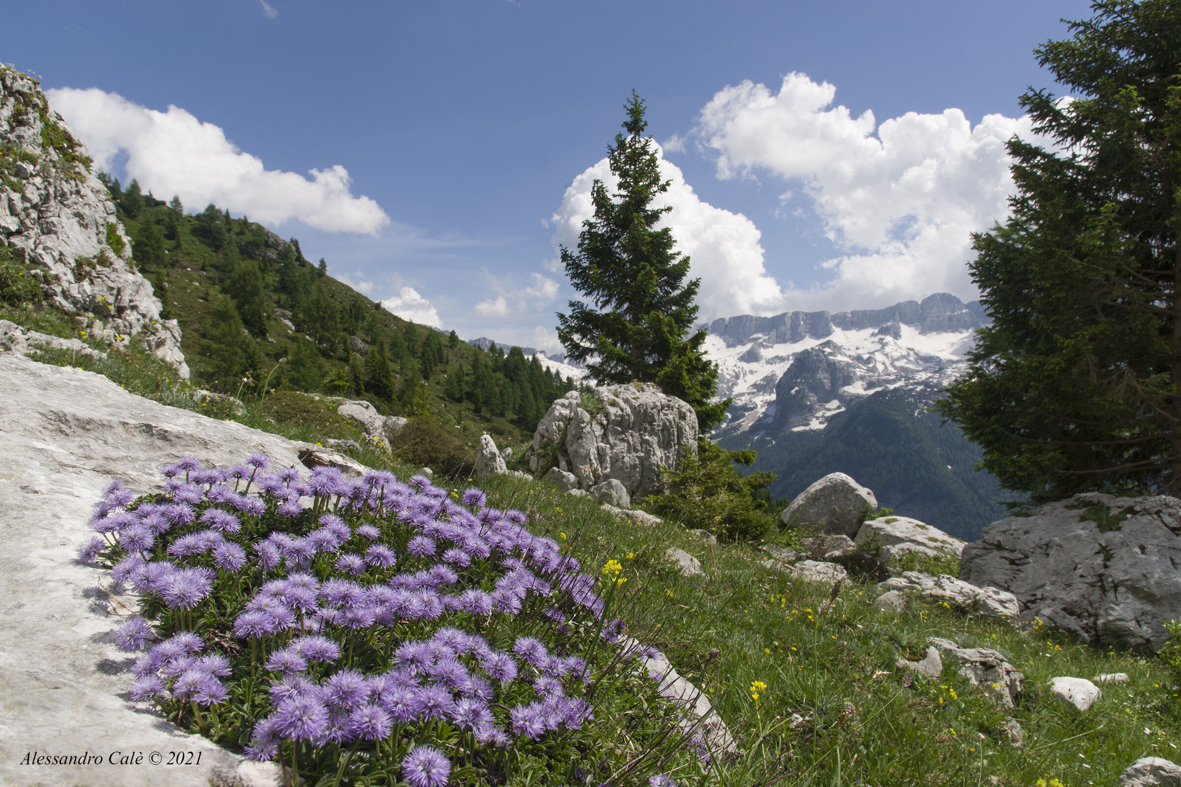 Globularia cardifolia ( Sullo sfondo gruppo del Canin)