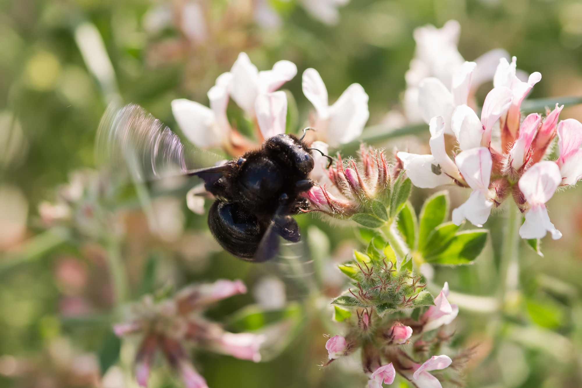 La natura delle dune sabbiose.