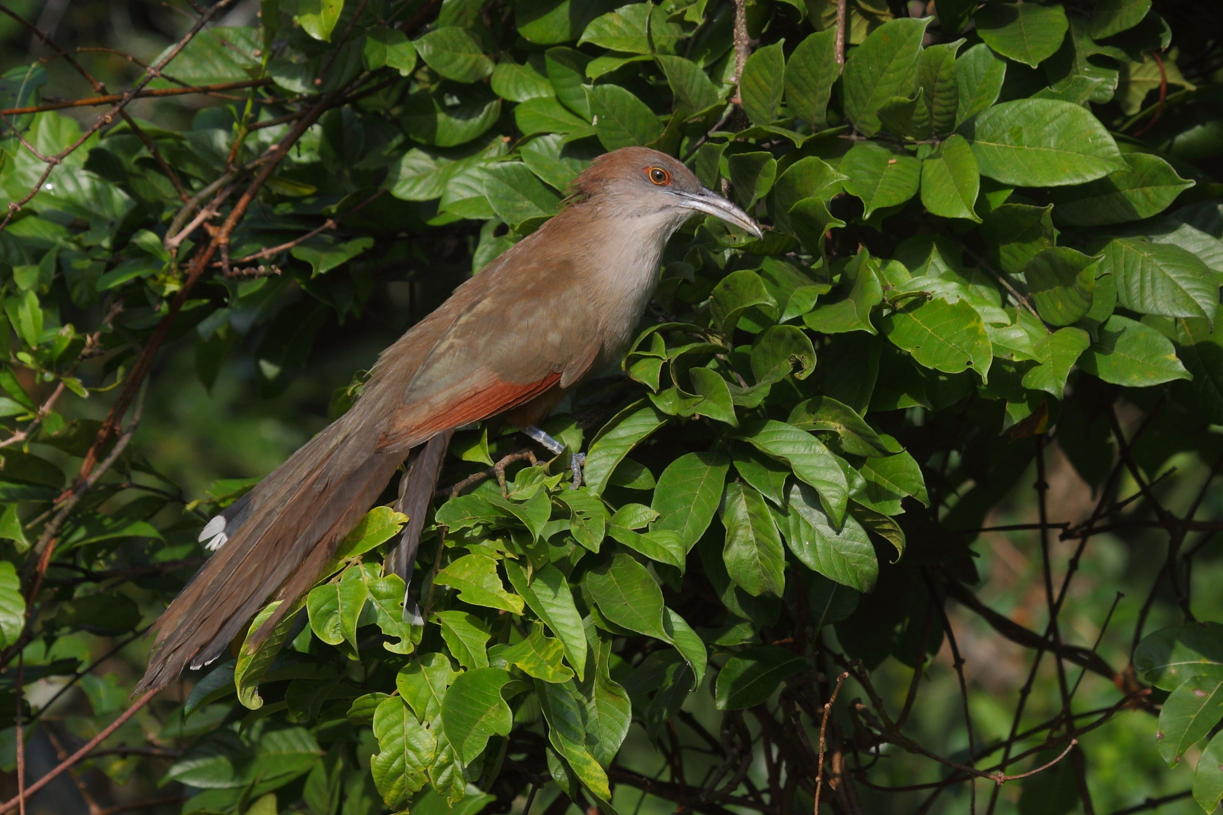 Lizard Cuckoo greater