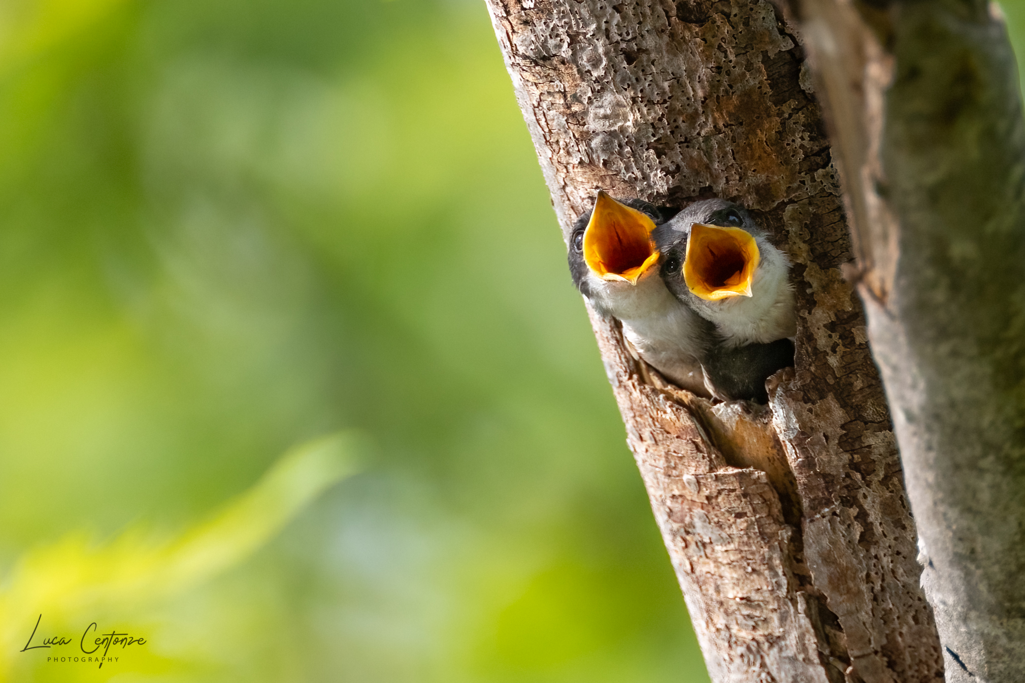 Questa è fame .....