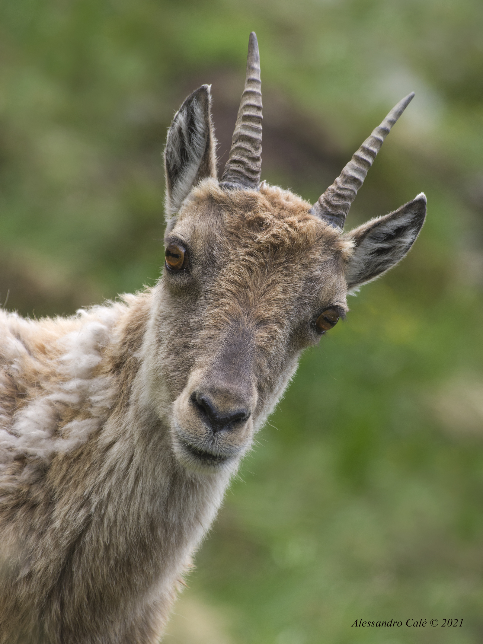 Capra ibex (Stambecco) J 1737