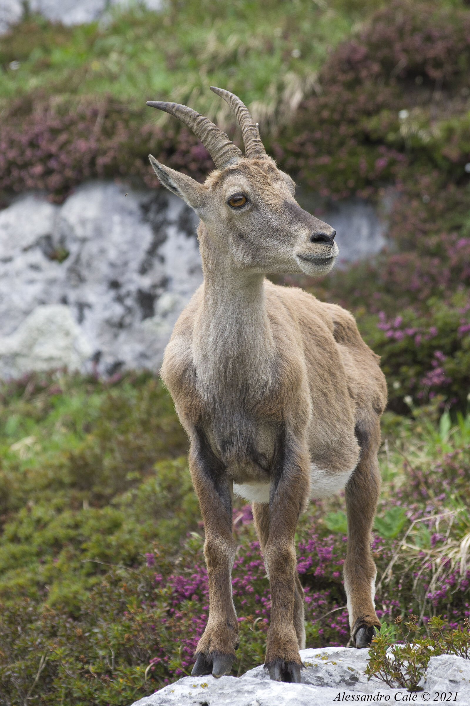 Capra ibex (Stambecco) F 1968