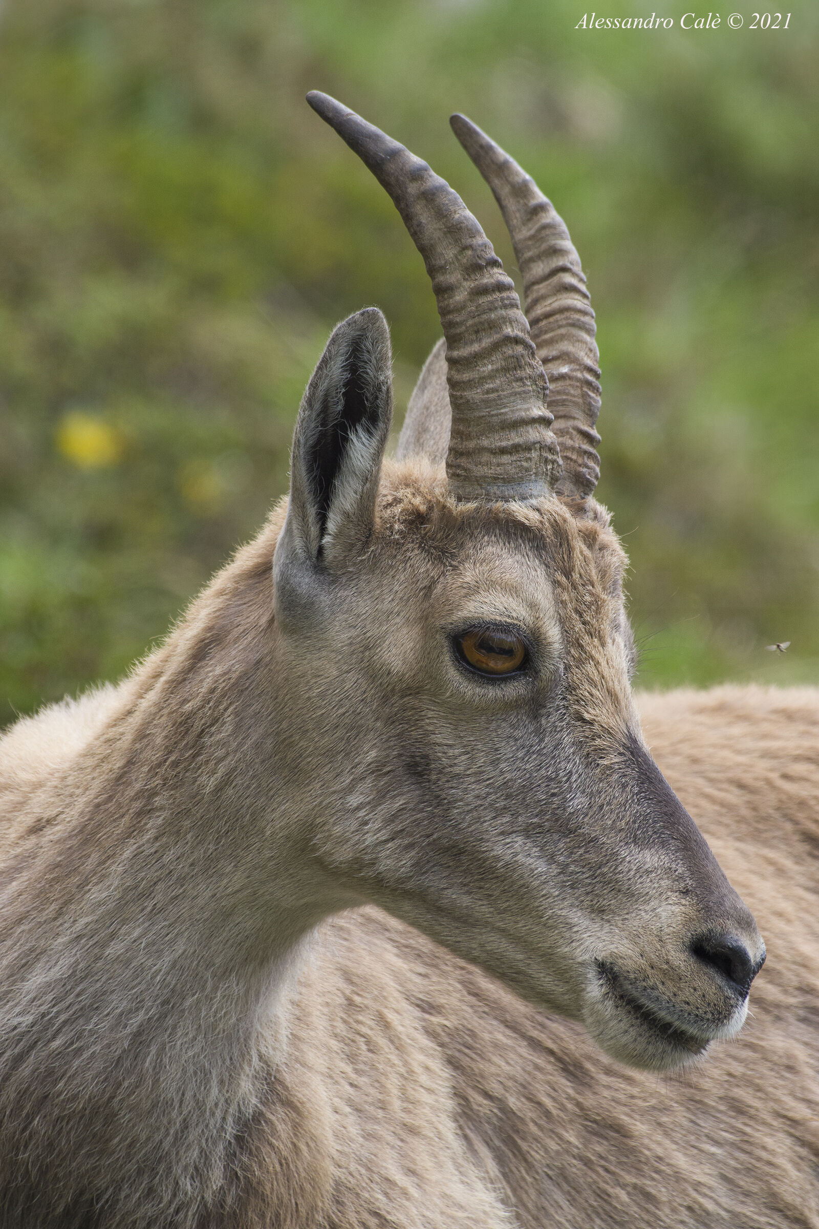 Capra ibex (Stambecco) F 1953