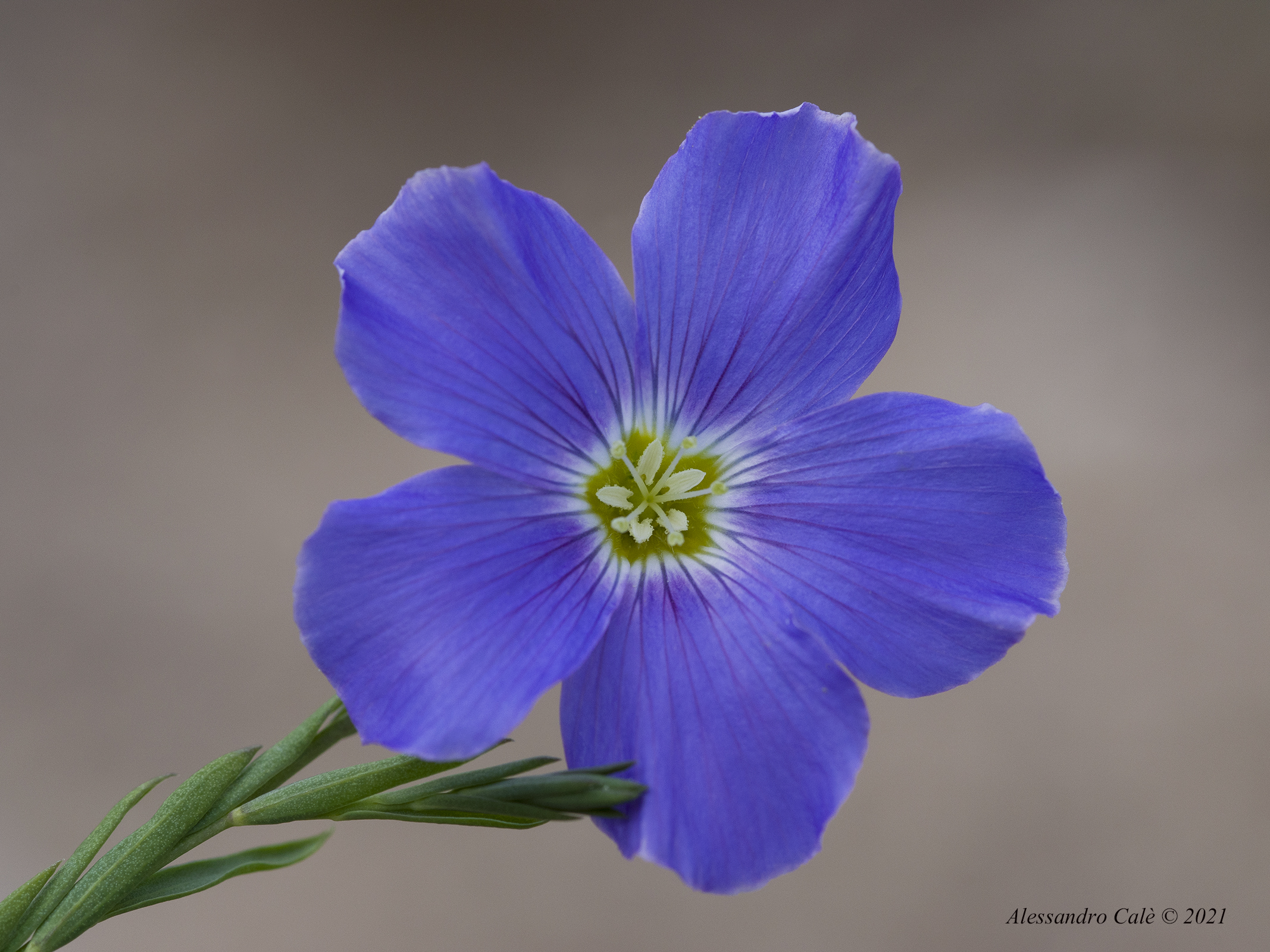 Linum alpinum 1200