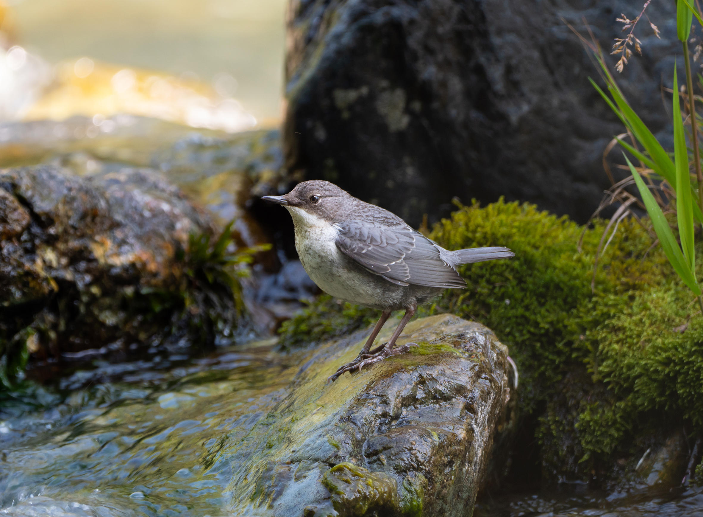 Merlo acquaiolo (giovane)