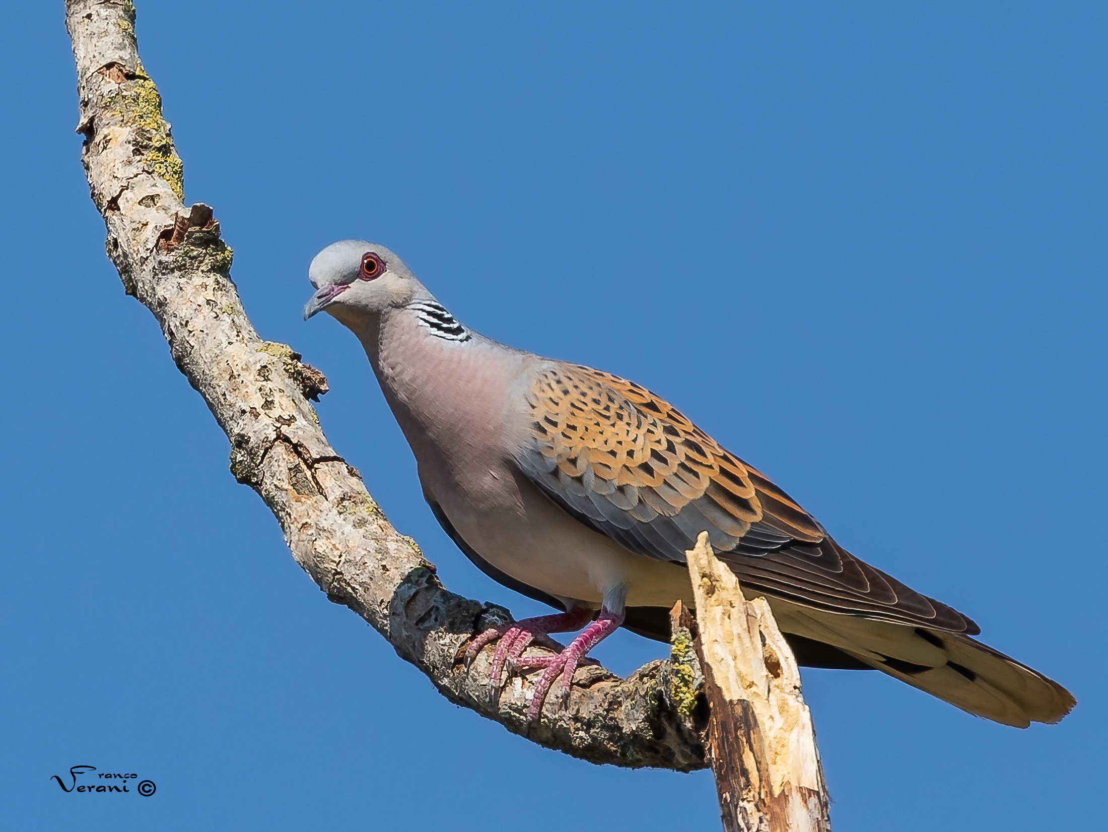 Wild Dove