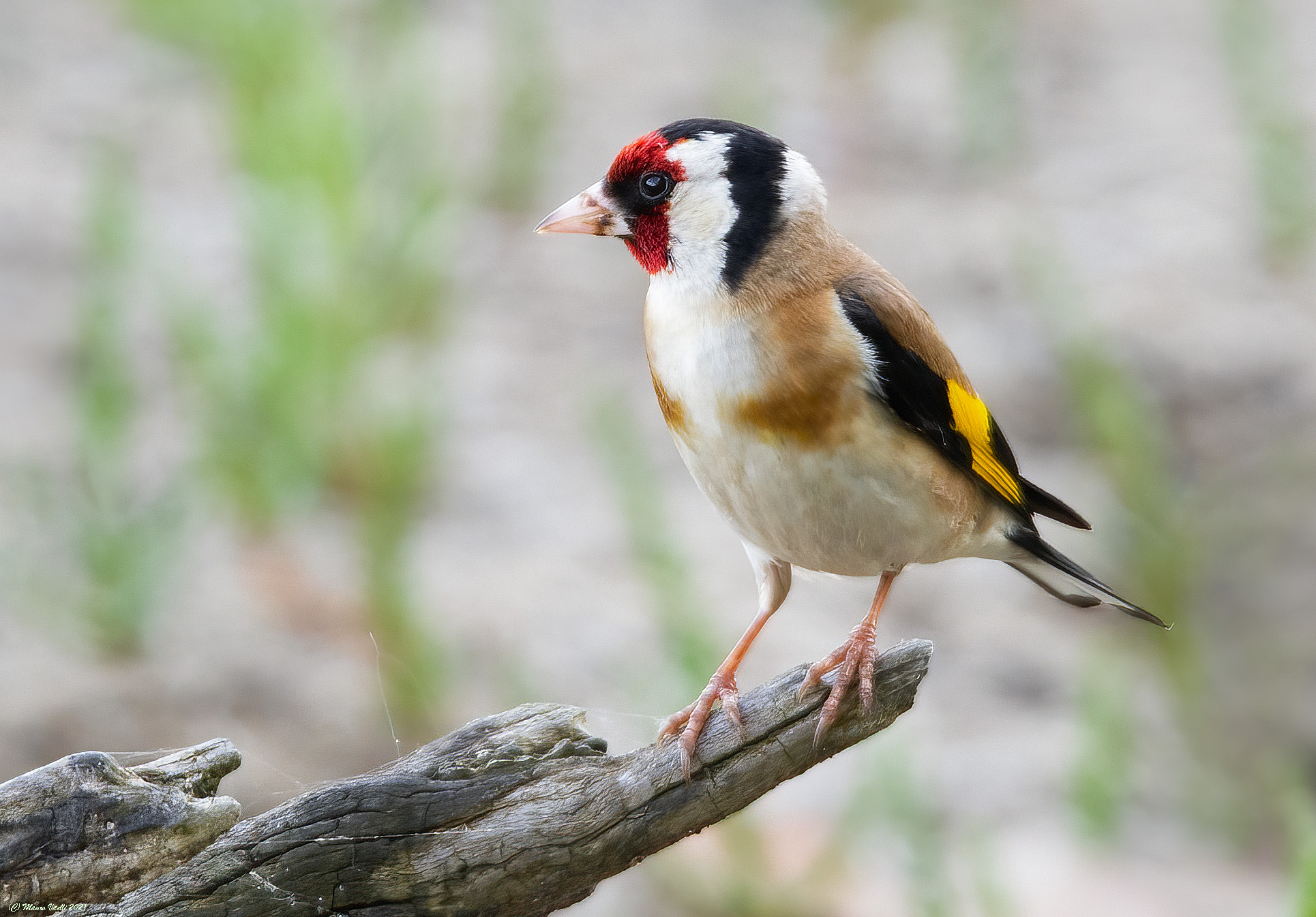 Cardellino (Carduelis carduelis)