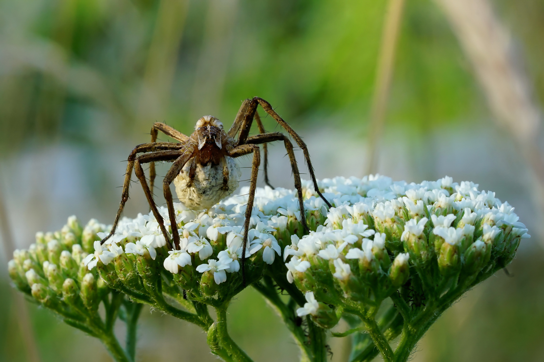 Il mio tesssorooo....
