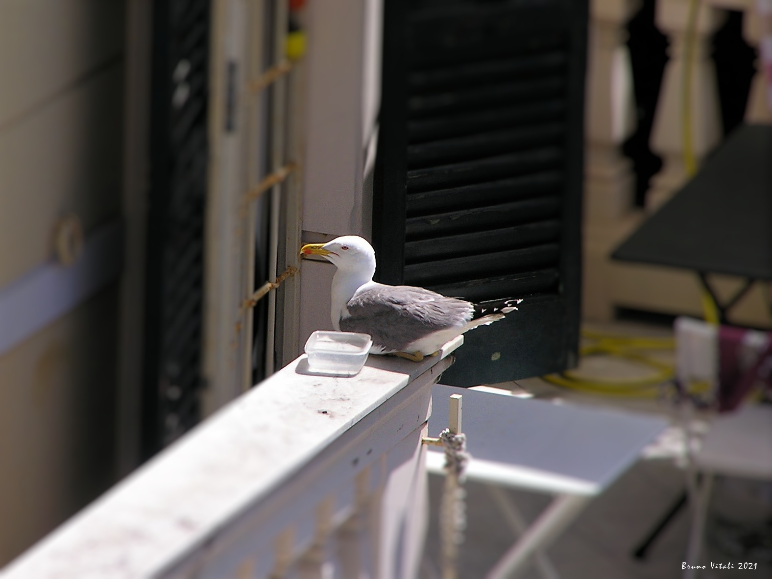 A domestic seagull