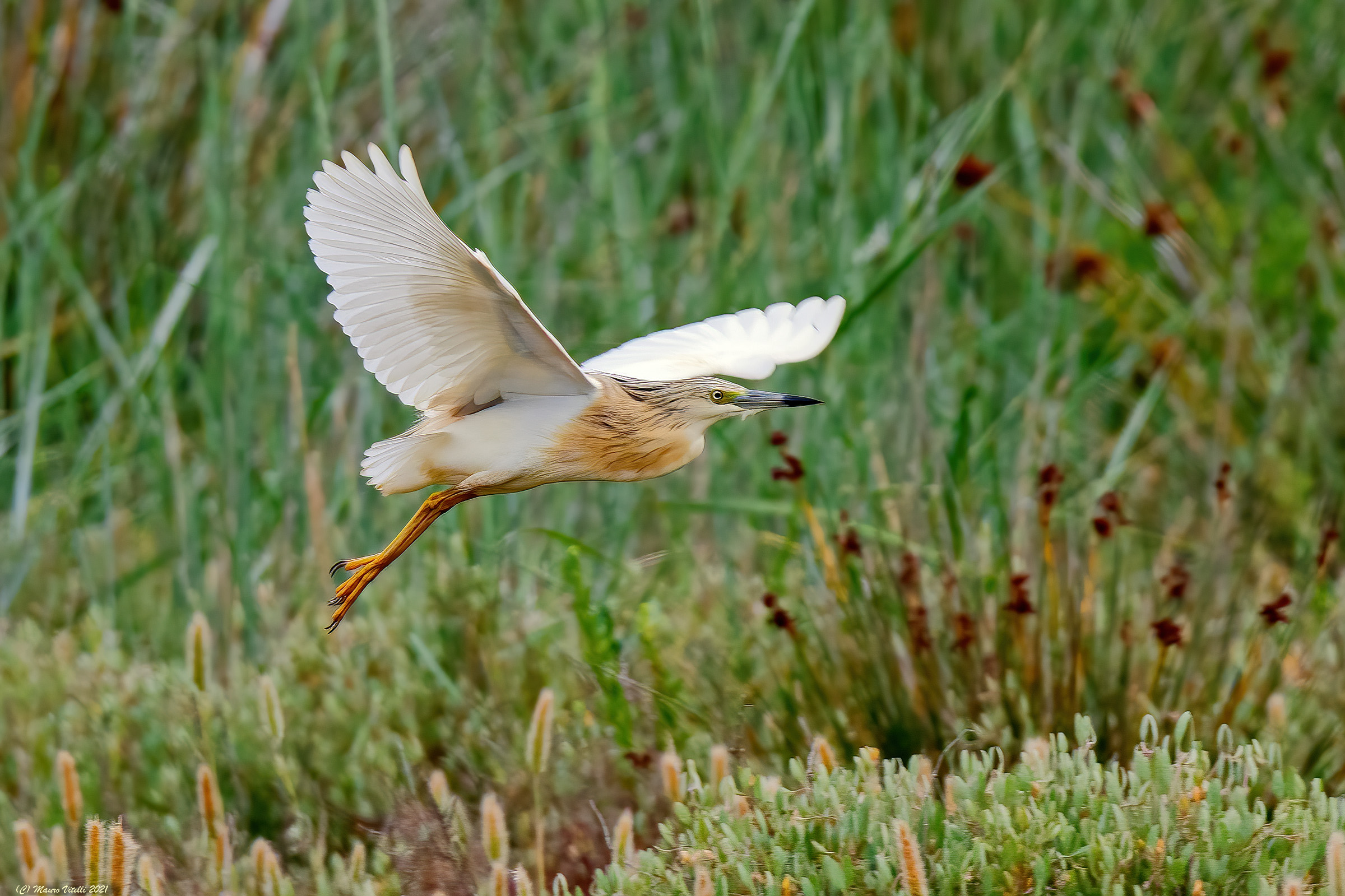 Sgarza Ciuffetto (Ardeola ralloides)