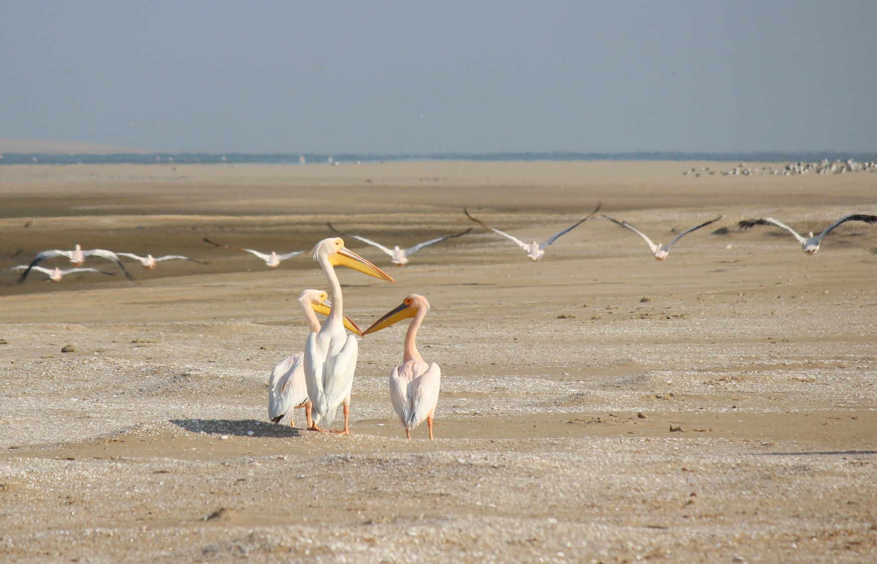 La solitudine dei numeri primi