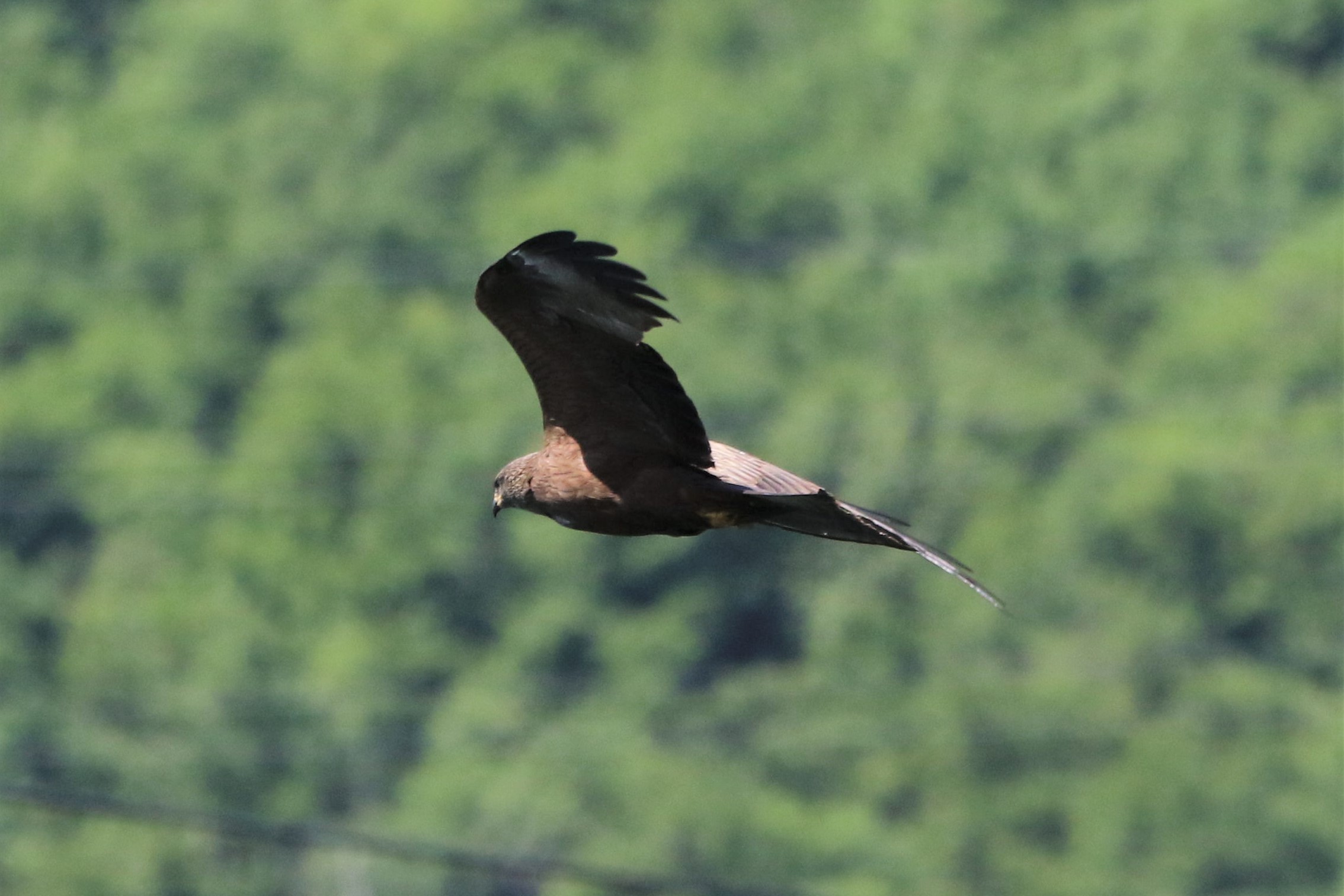 black kite