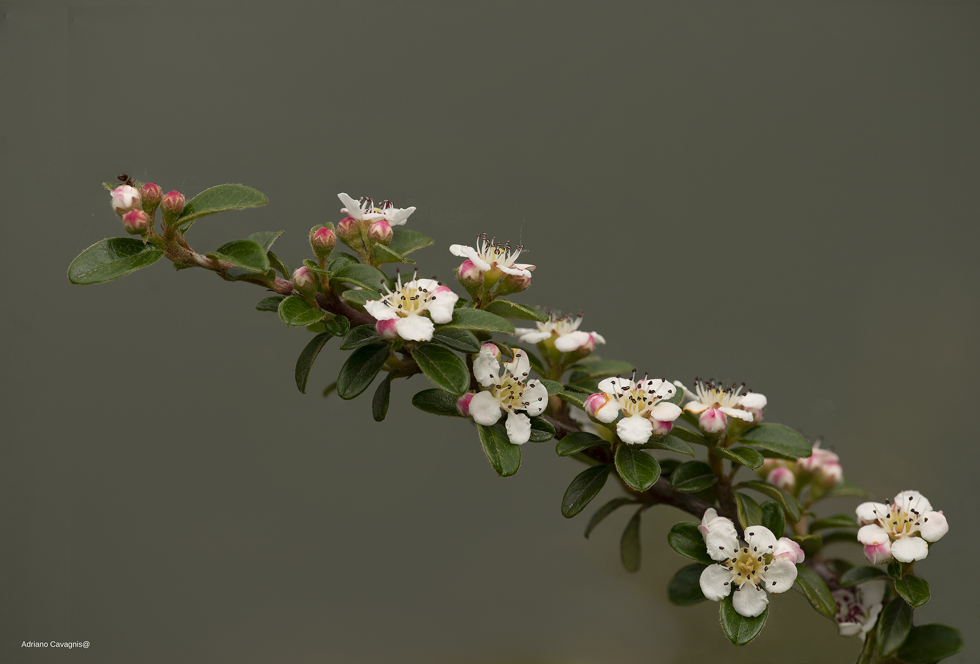 Arbusto con i suoi bei fiorellini
