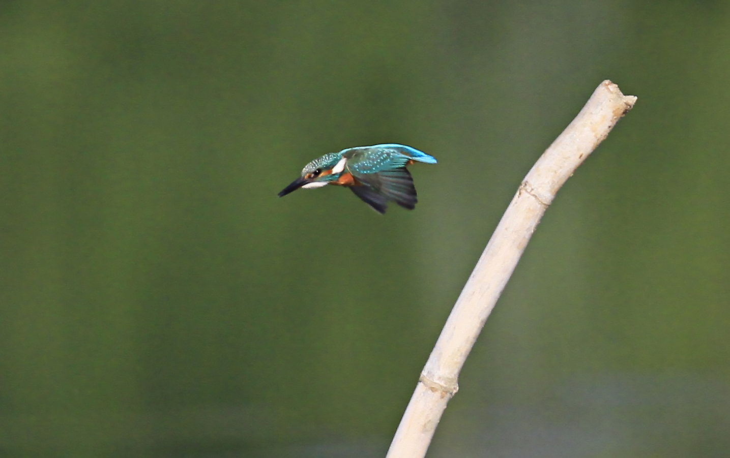 via  tutta mancina....