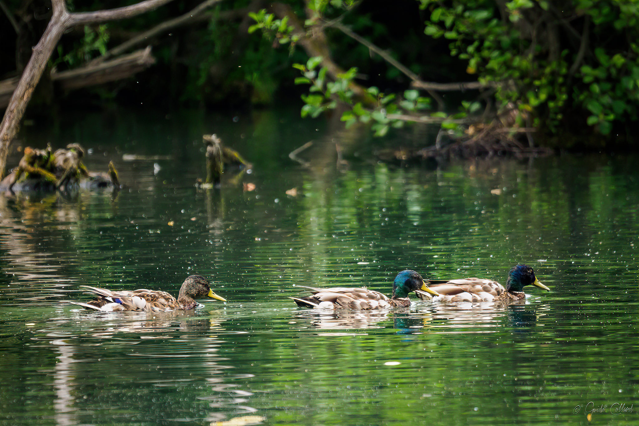 Germans on the Adda River