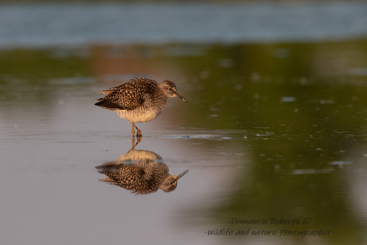 piro piro boschereccio