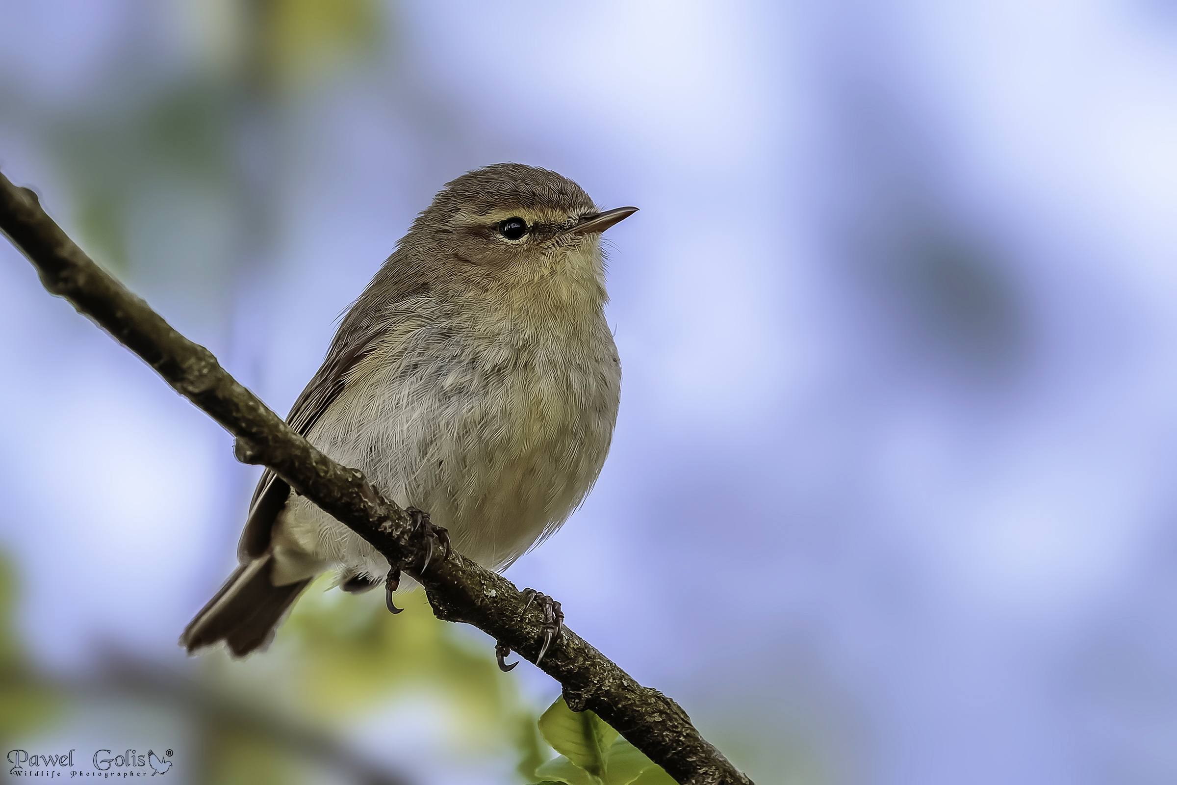 Chiffchaff comune (Phylloscopus collybita)
