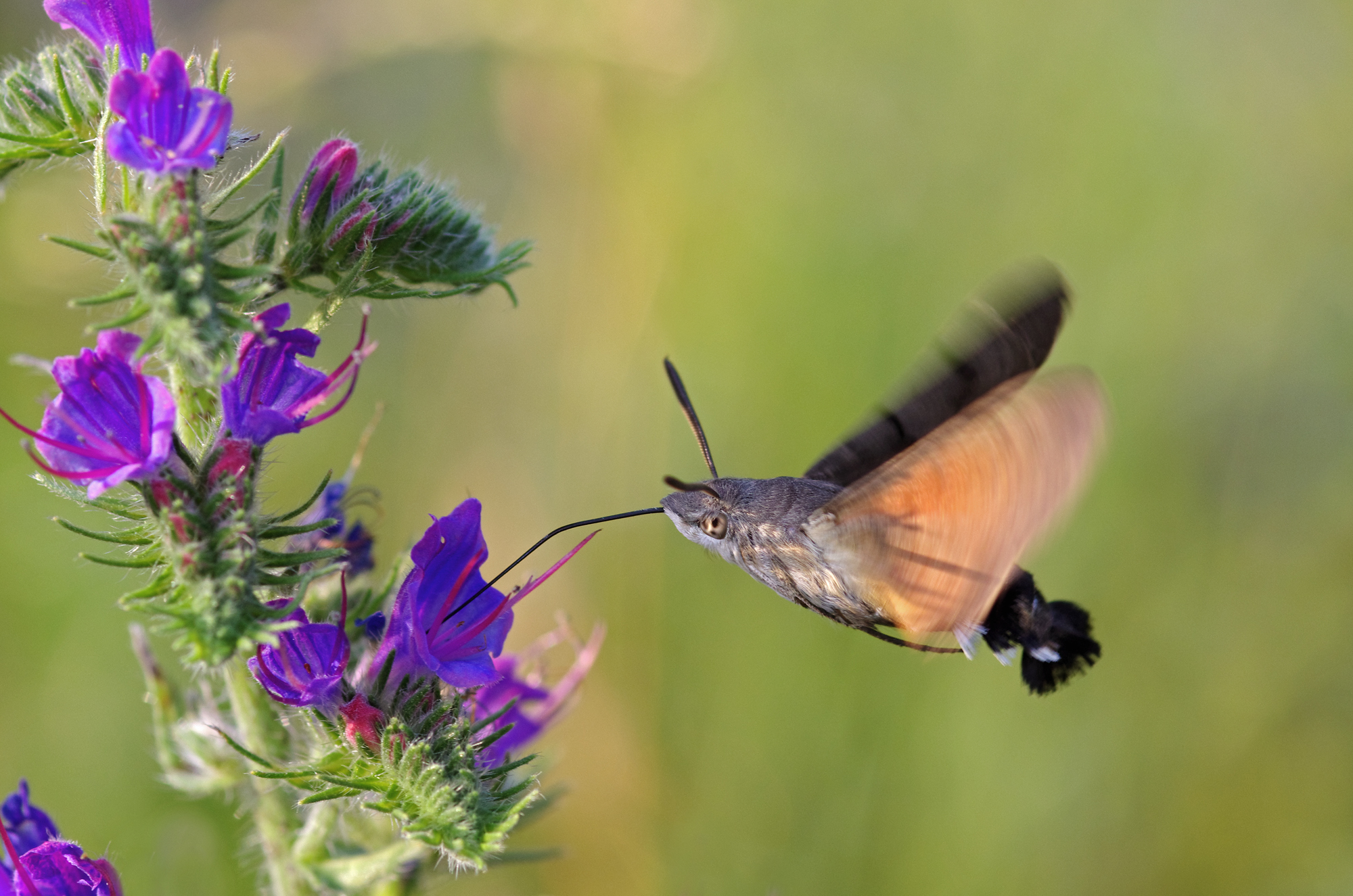 Stellatarum's macroglossum