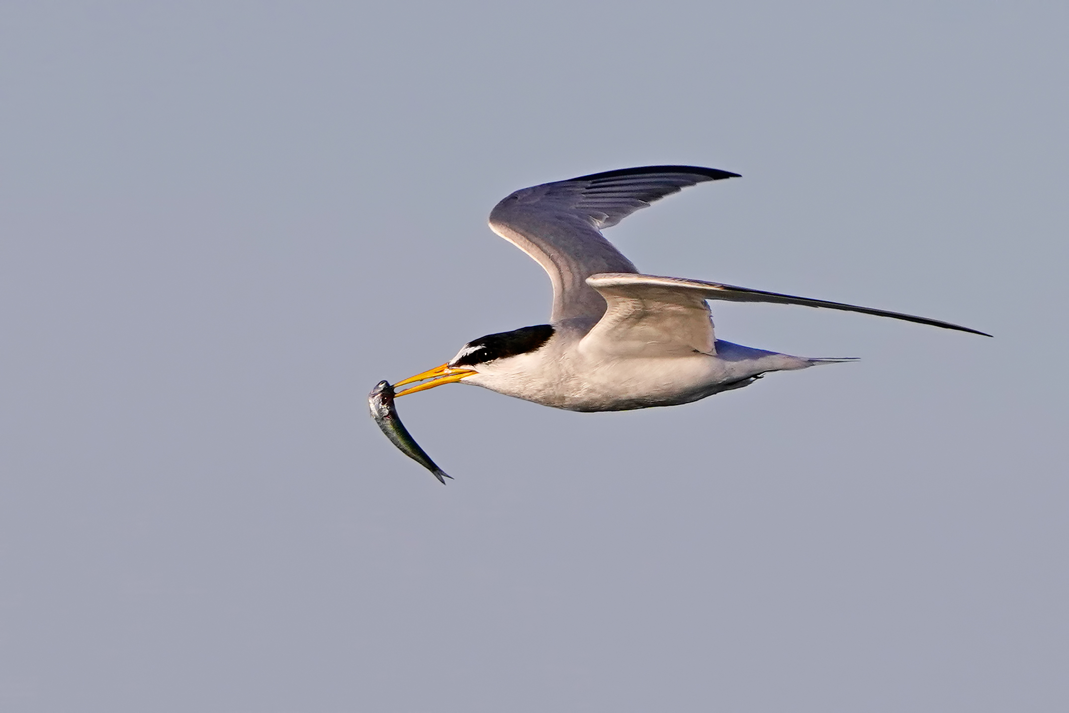 Fraticello con dono nuziale