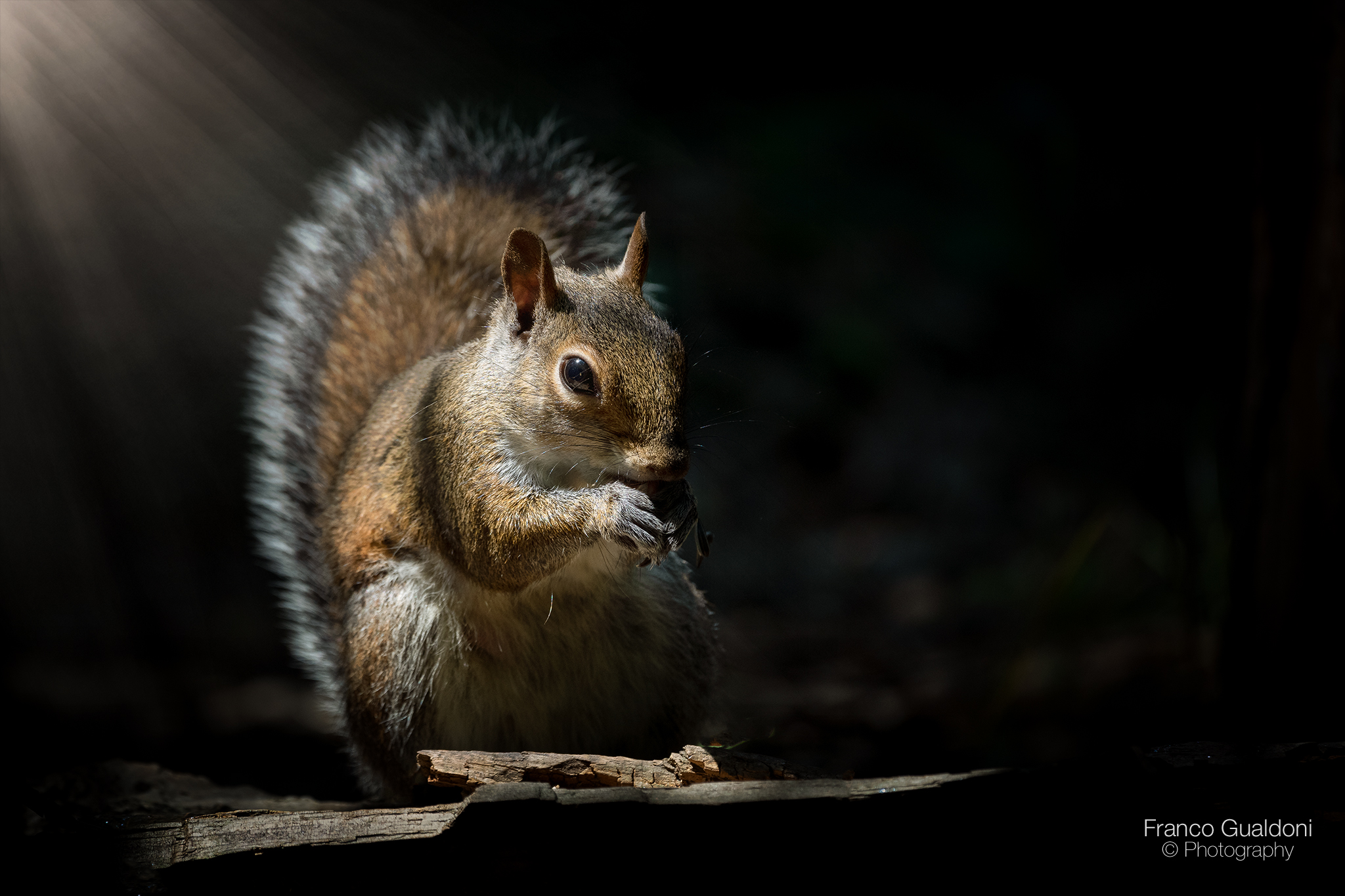 North American Grey Squirrel (Sciurus carolinensis)