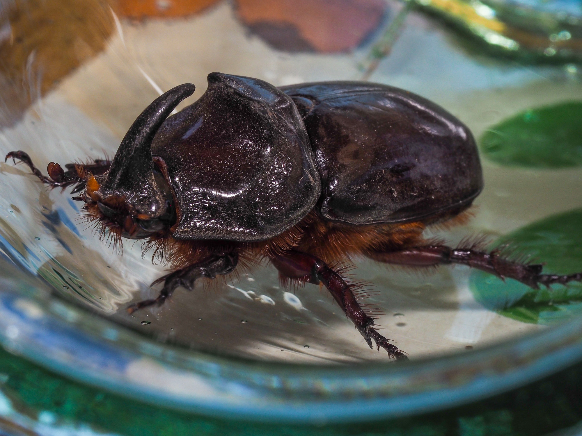 Rhinoceros beetle