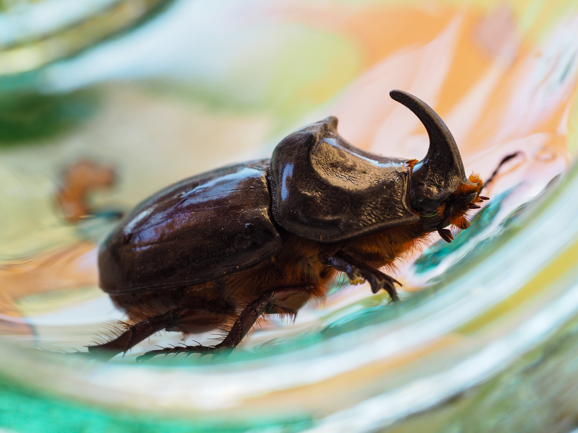 Rhinoceros beetle