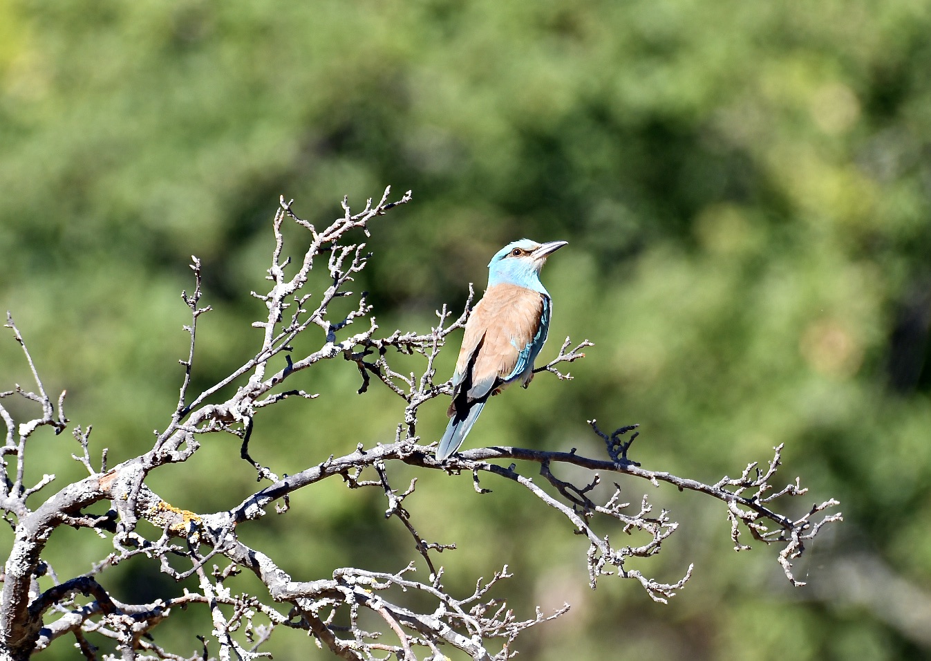 Marine Jay