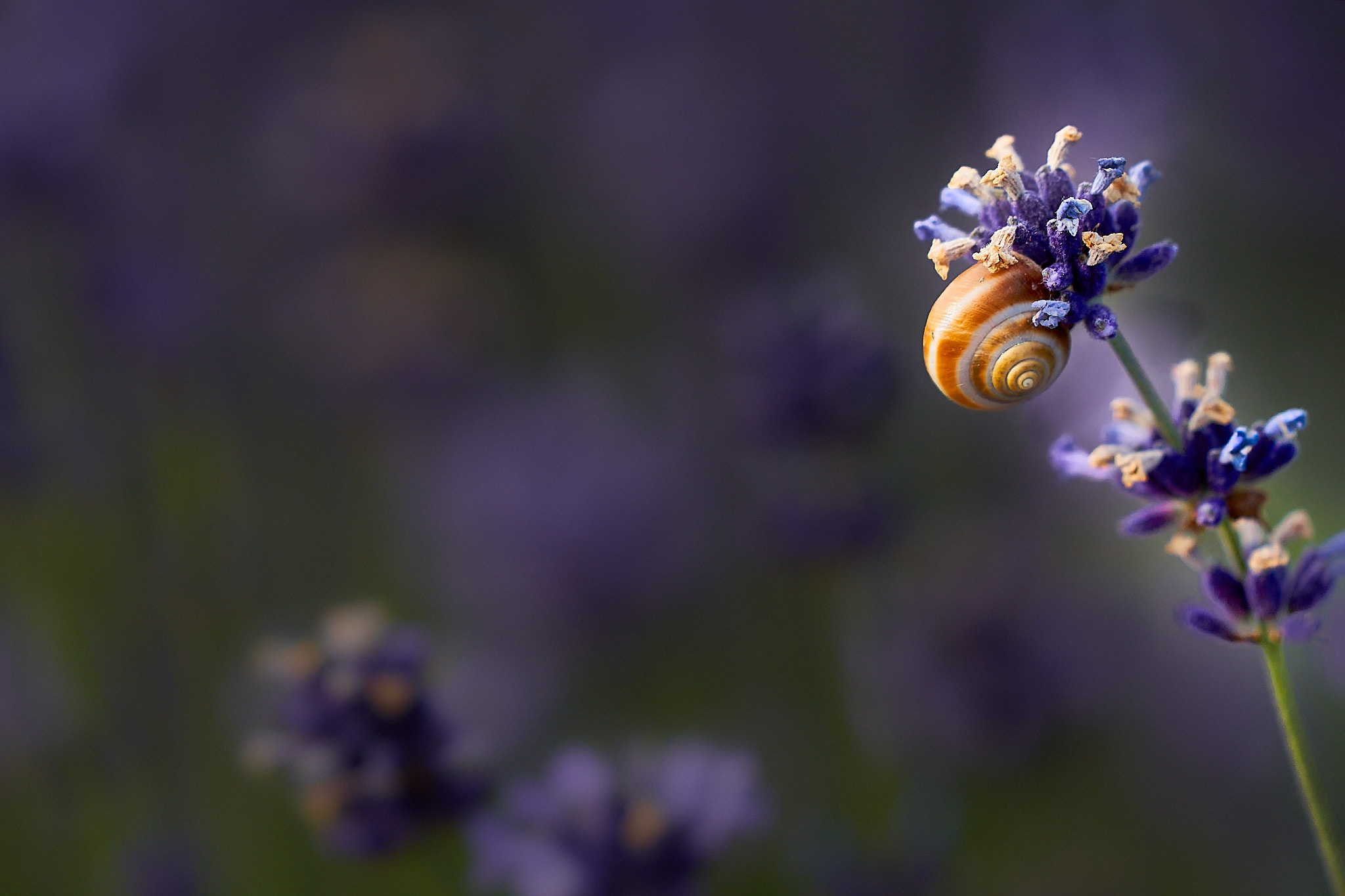 lavender