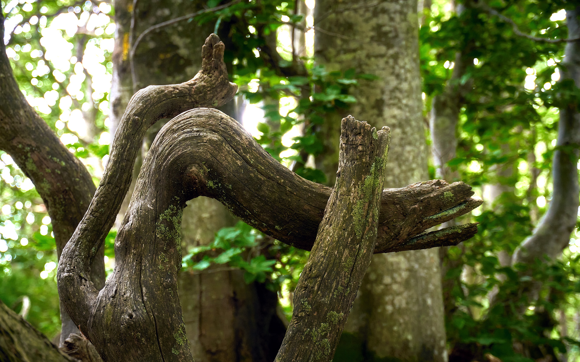 il ritmo del bosco - M. Antola 26.06.21