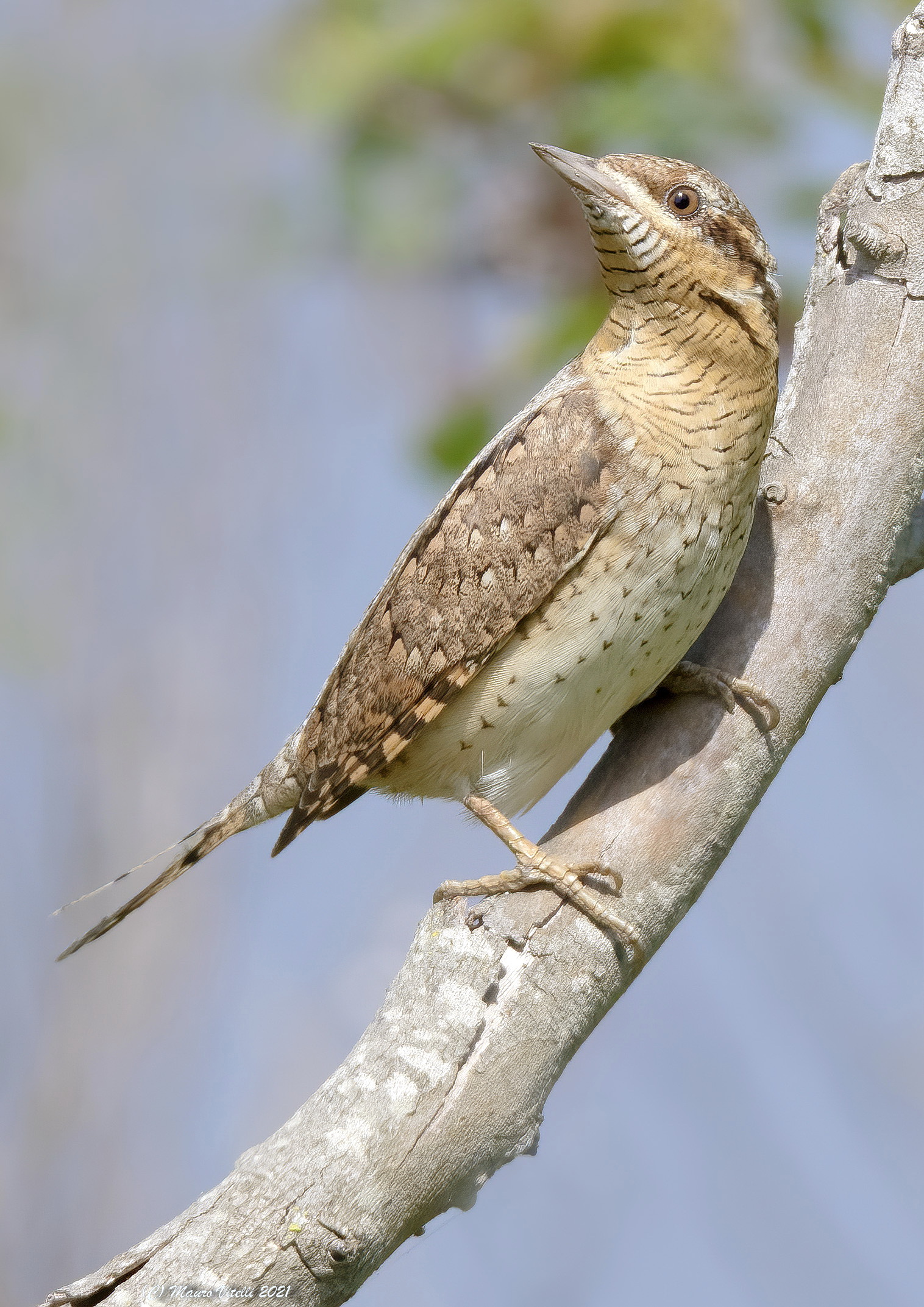 Torcicollo (Jynx torquilla)
