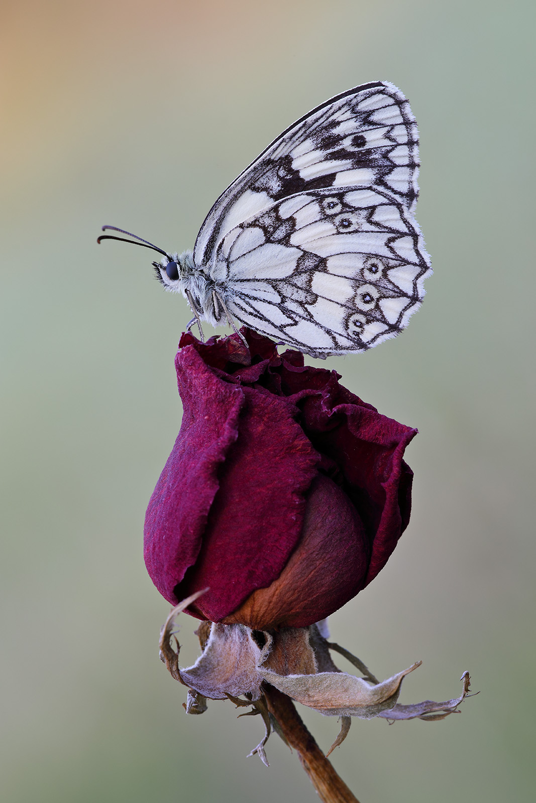 Galathea melanargia