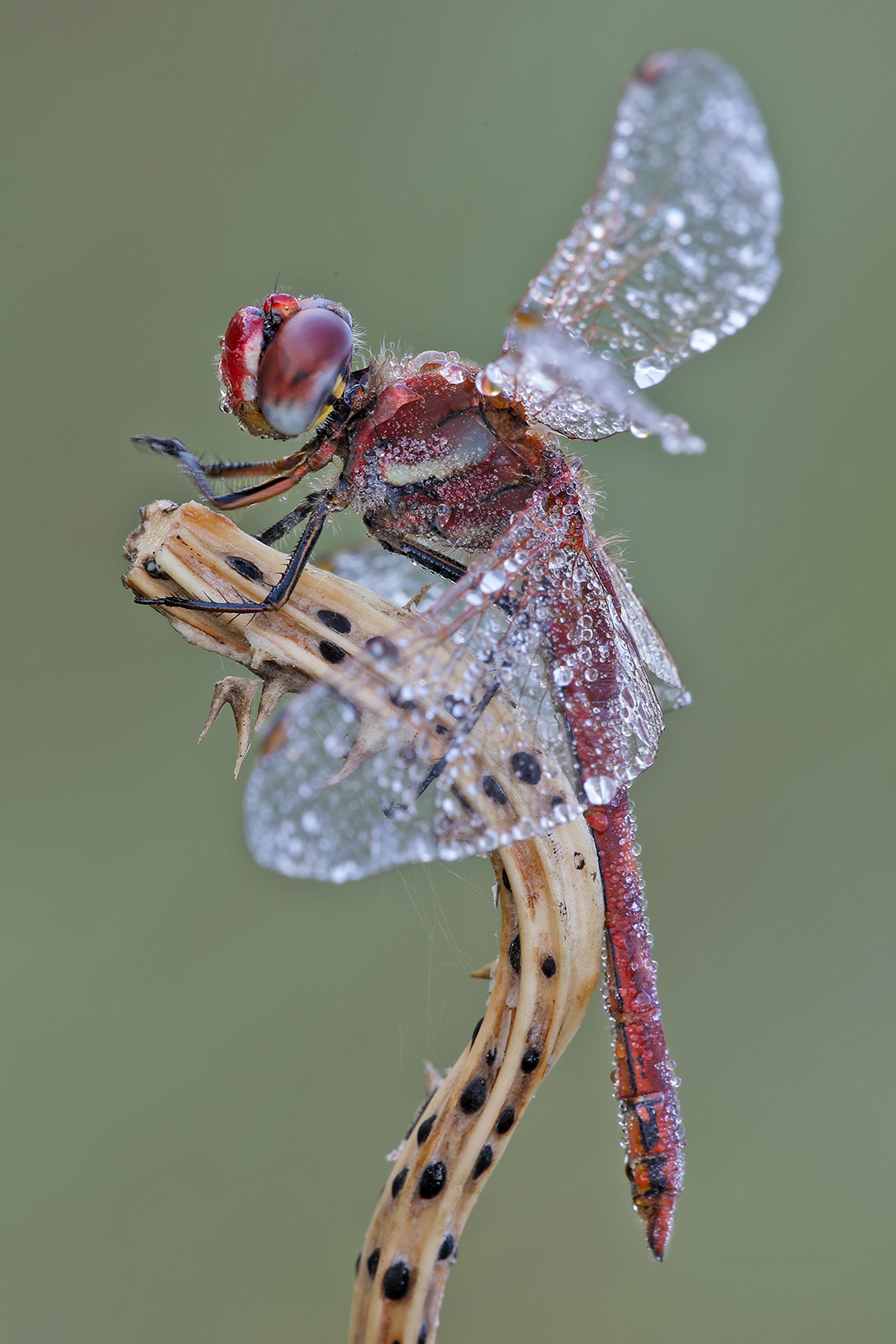 Dragonfly