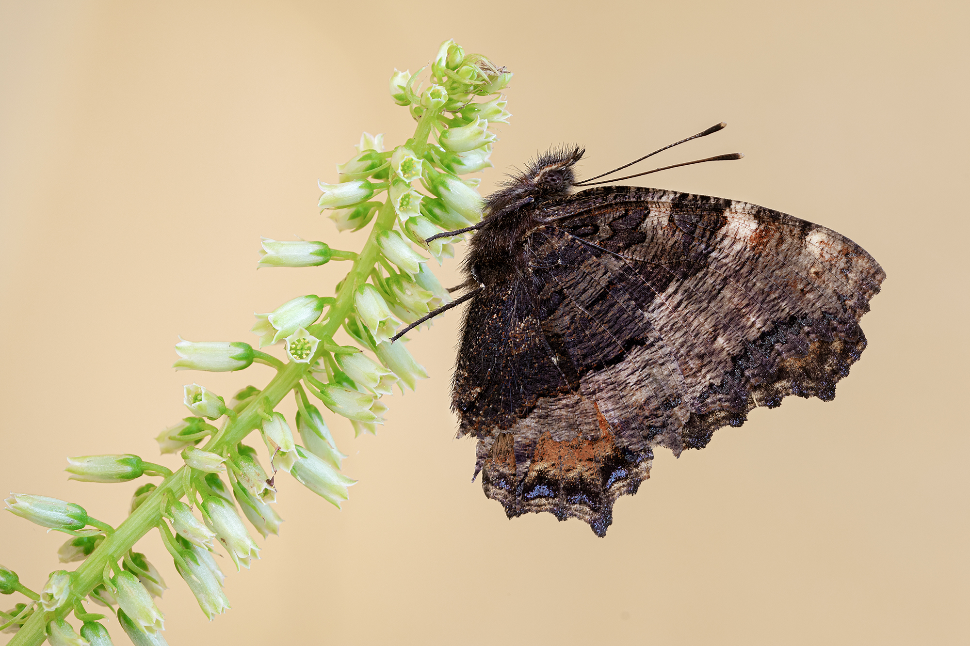 Polychloro's nymphalis