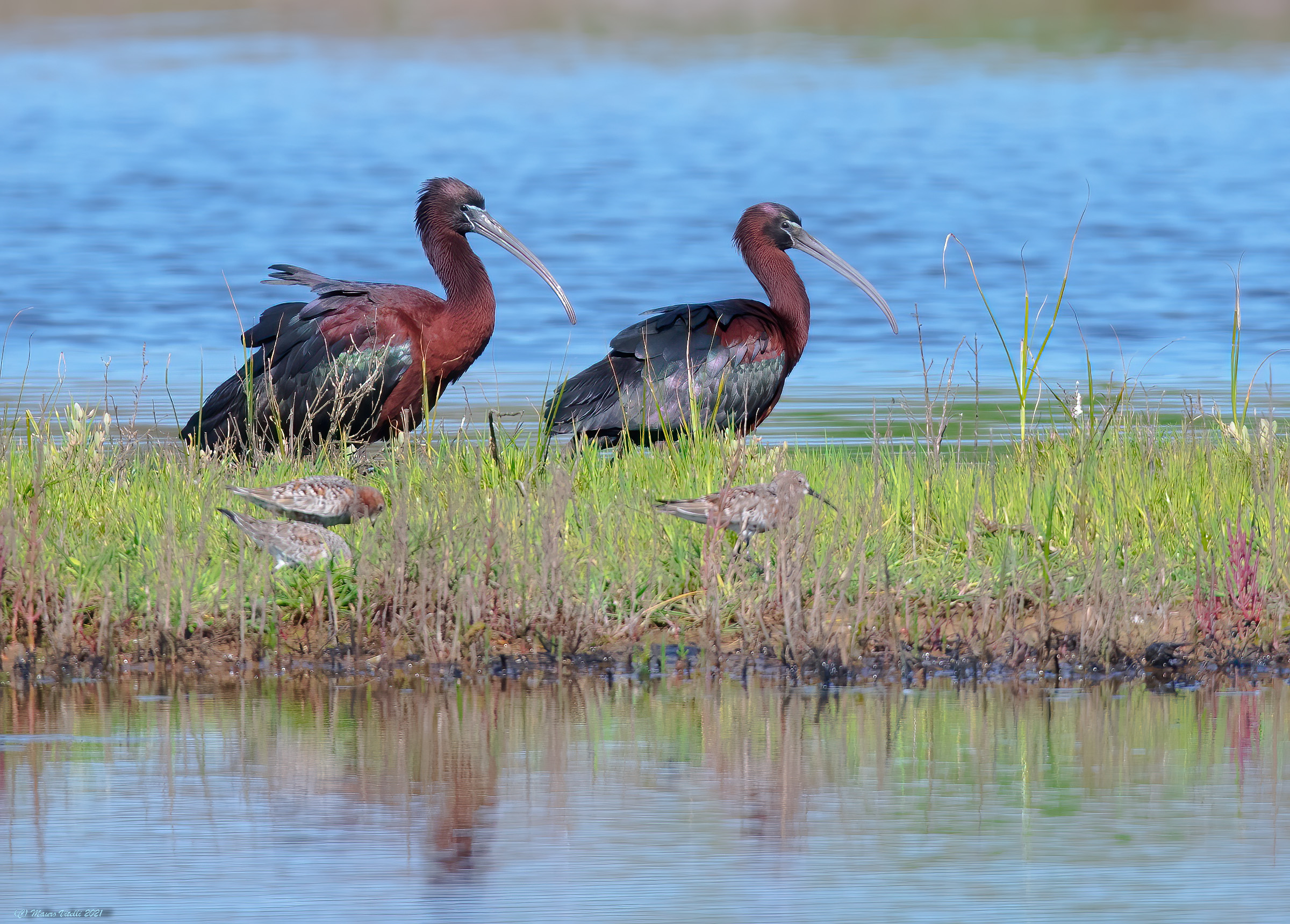 Mignattai e Piovanelli