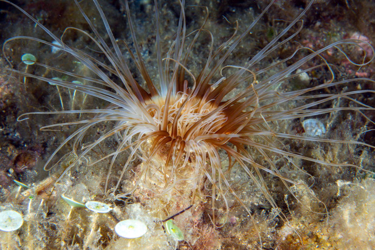 cereanto