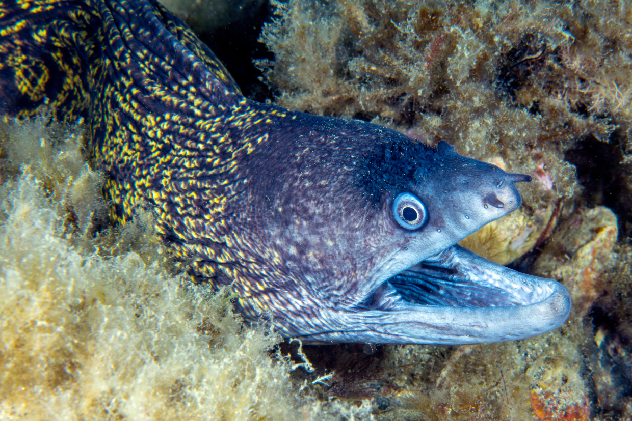 murena