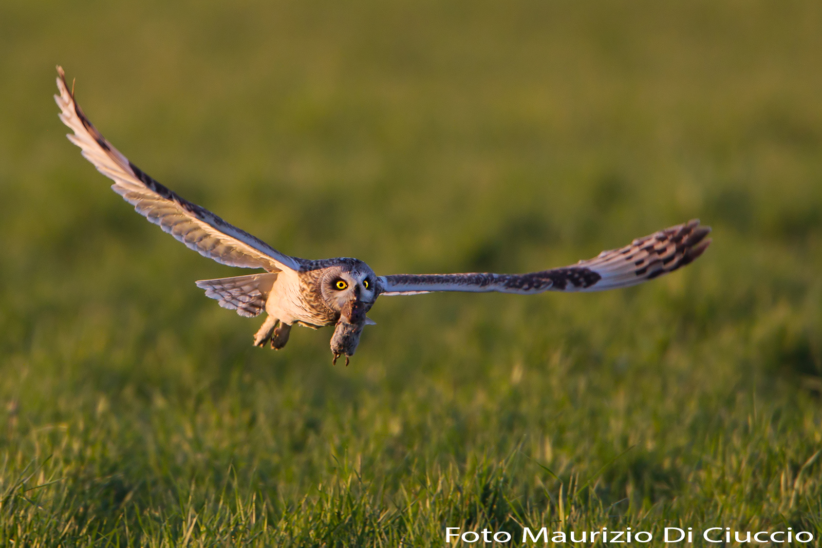 Owl with marsh vole just captured
