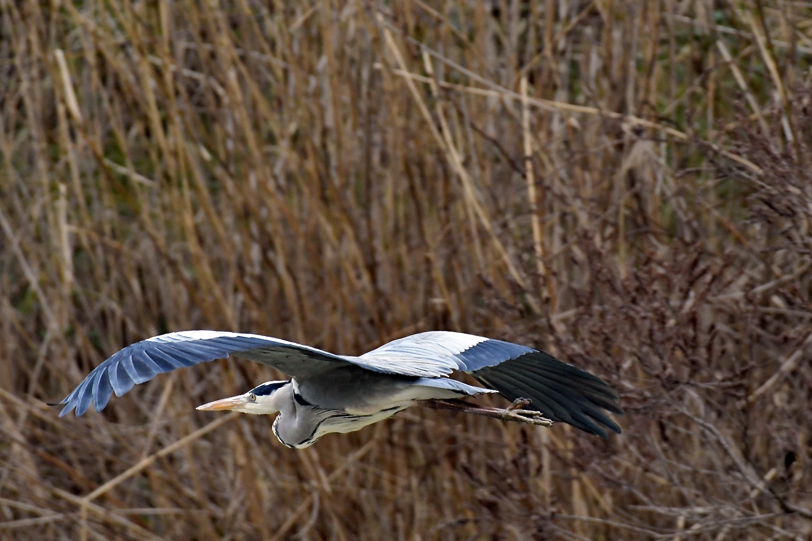 flight and landing of the gray heron