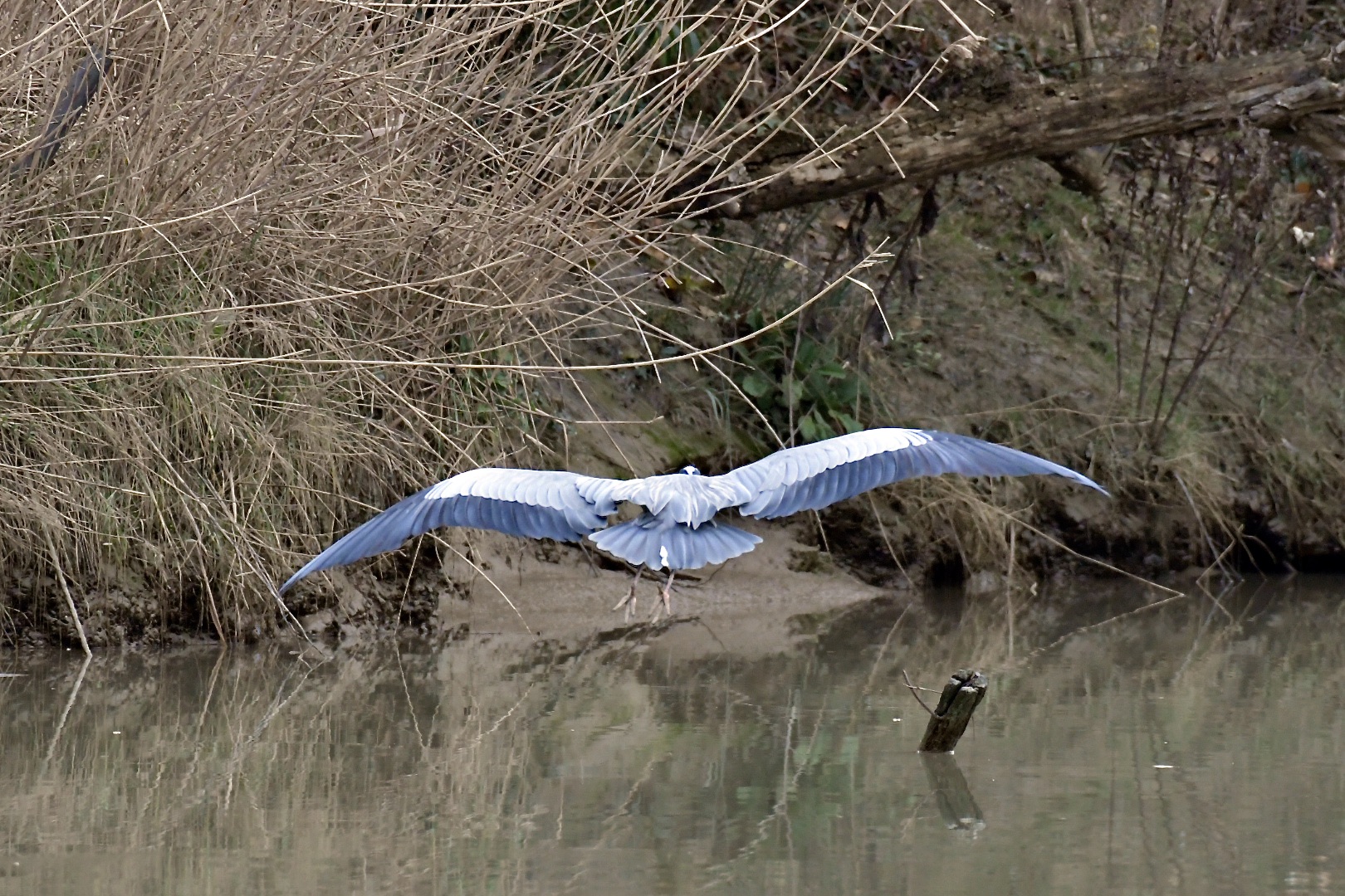 flight and landing of the gray heron
