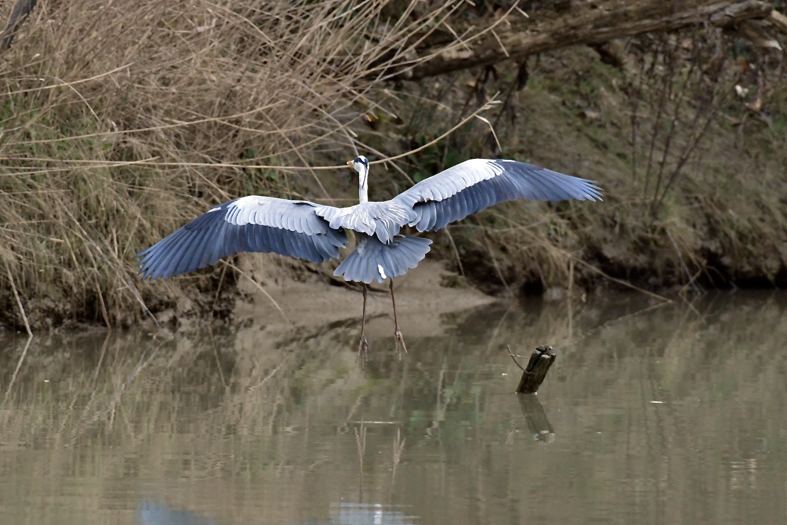 flight and landing of the gray heron