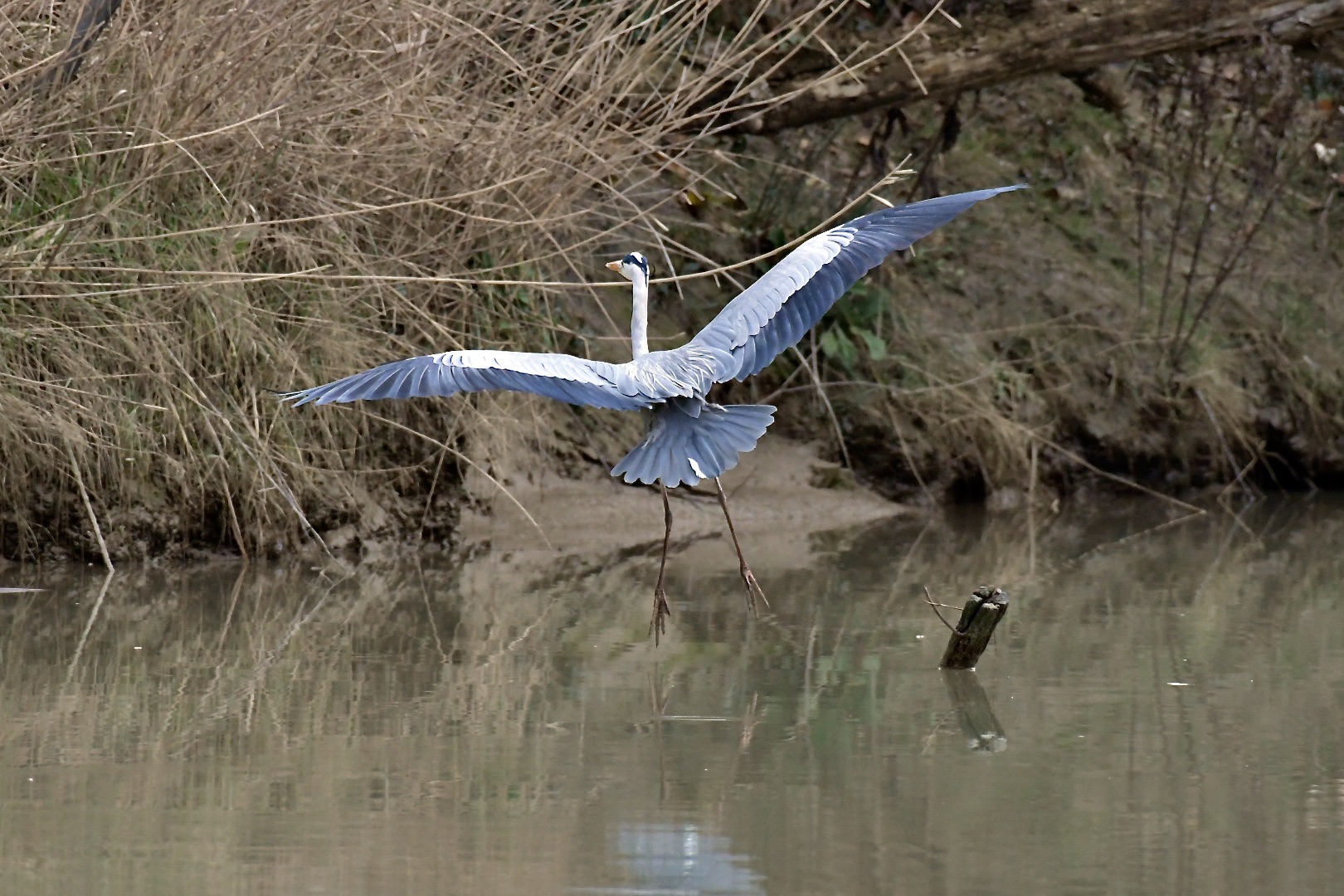 flight and landing of the gray heron